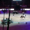 Amadeus Horse Indoors 2017