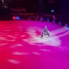 Amadeus Horse Indoors 2017