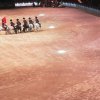 Amadeus Horse Indoors 2017