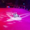 Amadeus Horse Indoors 2017