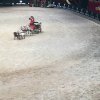 Amadeus Horse Indoors 2017